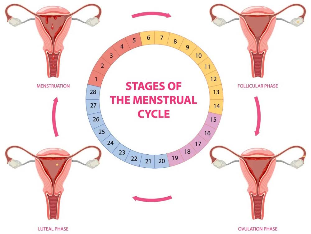 Changes in the menstrual cycle