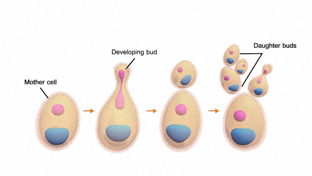 How does yeast multiply in the vagina