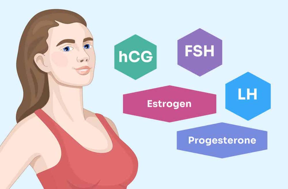 Introduction to estrogen progesterone