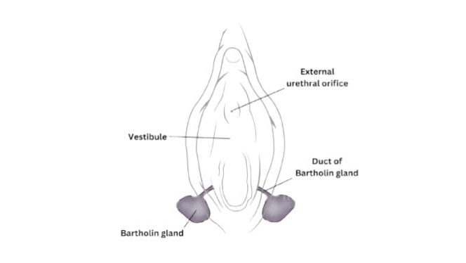 Anatomy and function of the Bartholin glands